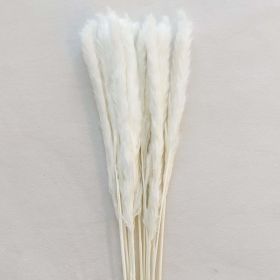 Freshly Preserved Pampas (Color: White)